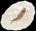 Knightia Fossil Fish - Wyoming #60819-1
